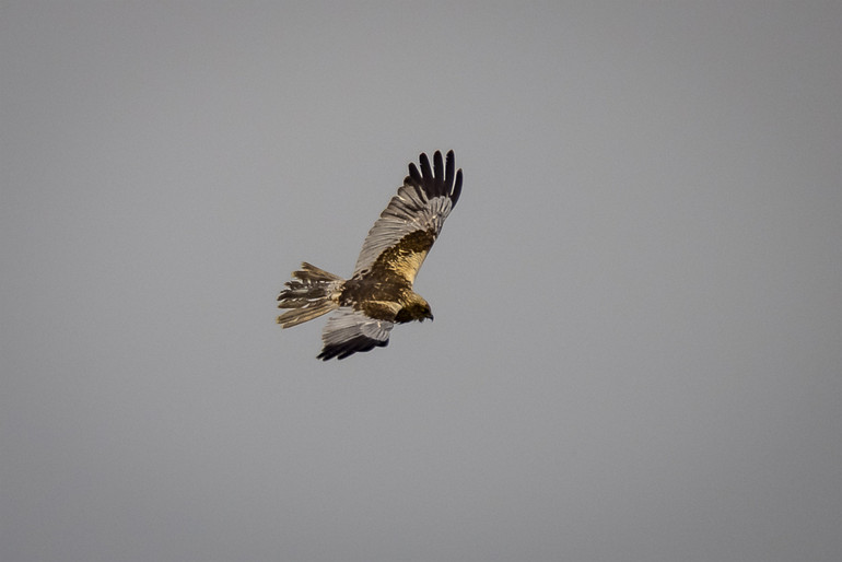 1R5_4421 Br Kiekendief