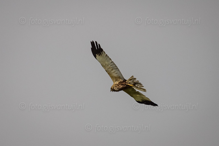 1R5_4423 Br Kiekendief