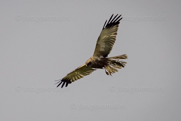 1R5_4468 Br Kiekendief