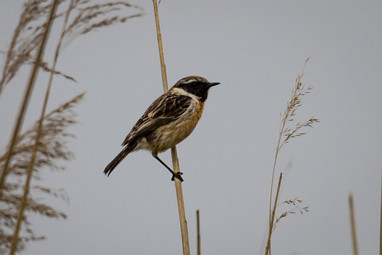 2021_05_03 Lieskampen