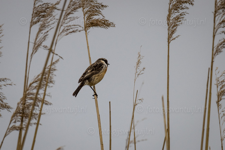 1R5_4586 Roodborsttapuit