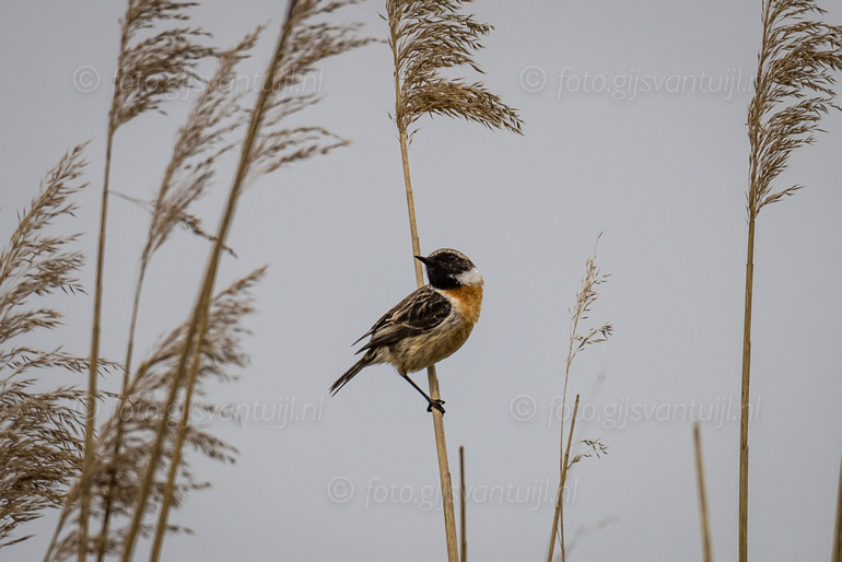 1R5_4587 Roodborsttapuit