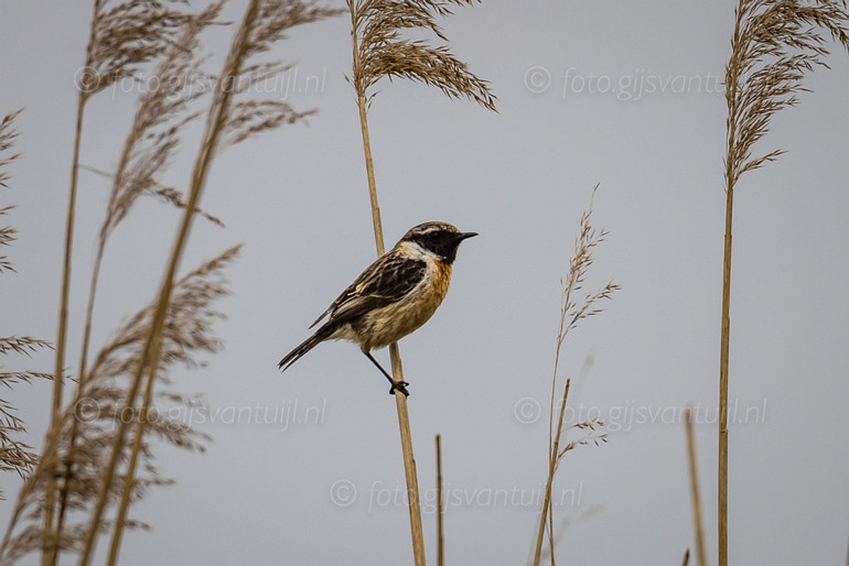 1R5_4588 Roodborsttapuit