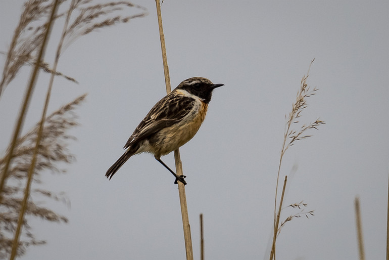 1R5_4589 Roodborsttapuit