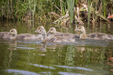 2021_05_14 Buizerd Gans