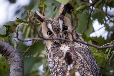 2022_12_09 Enkele Ransuilen