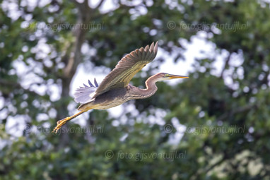 2025_07_22 Munnikenland oa Purperreiger