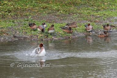 Eend Smient bijnaam Fluiteend