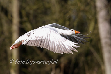 Gans Witte Gans