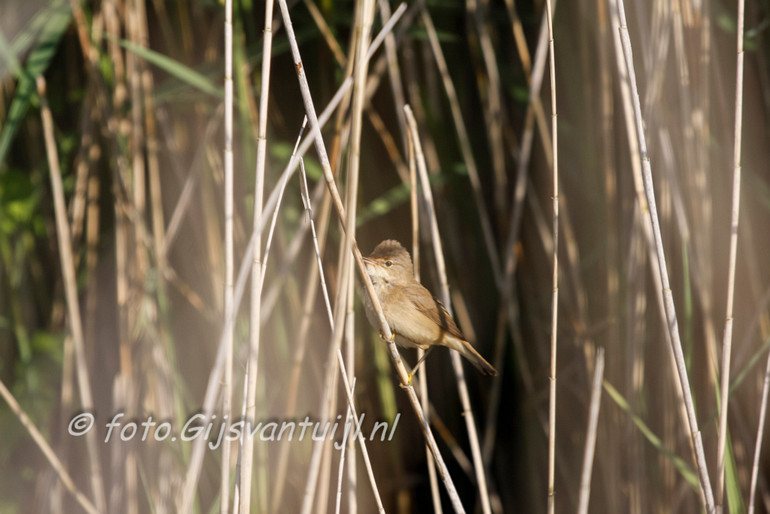 _MG_7604 kleine karekiet