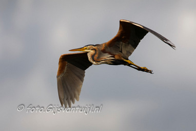 Purper Reiger Ameide 2008