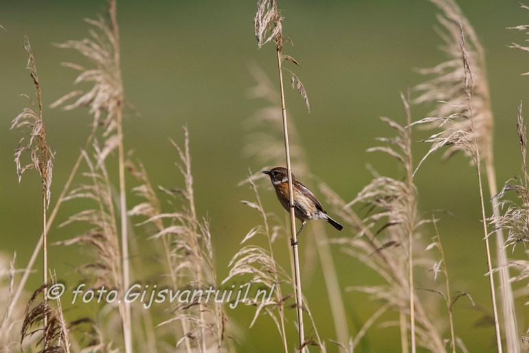 _MG_7633 roodborsttapuit