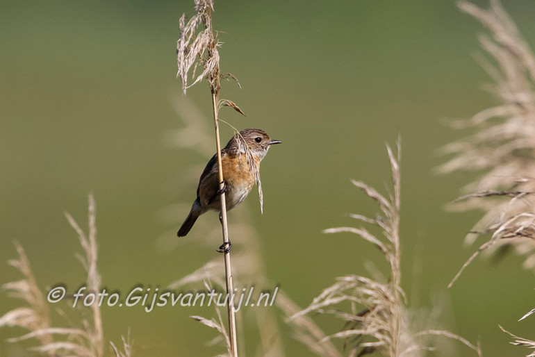 _MG_7653 roodborsttapuit