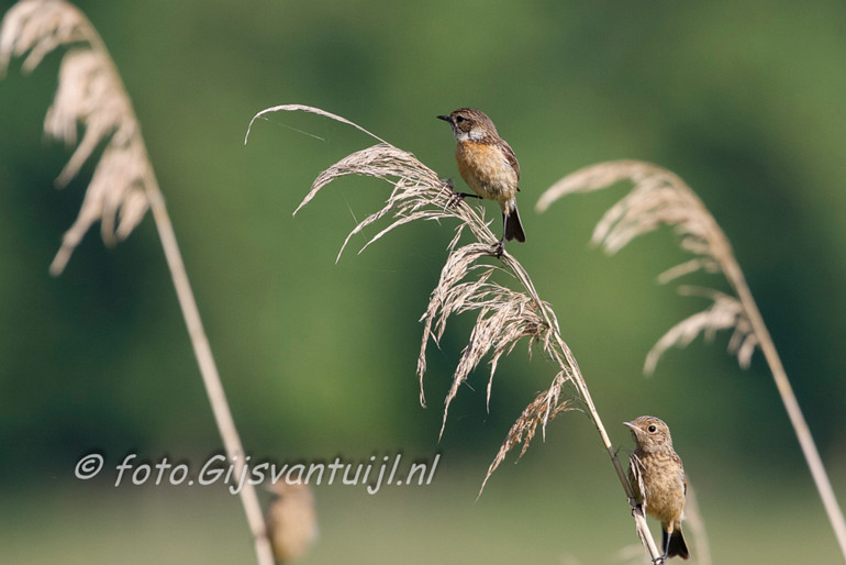 _MG_7657 roodborsttapuit