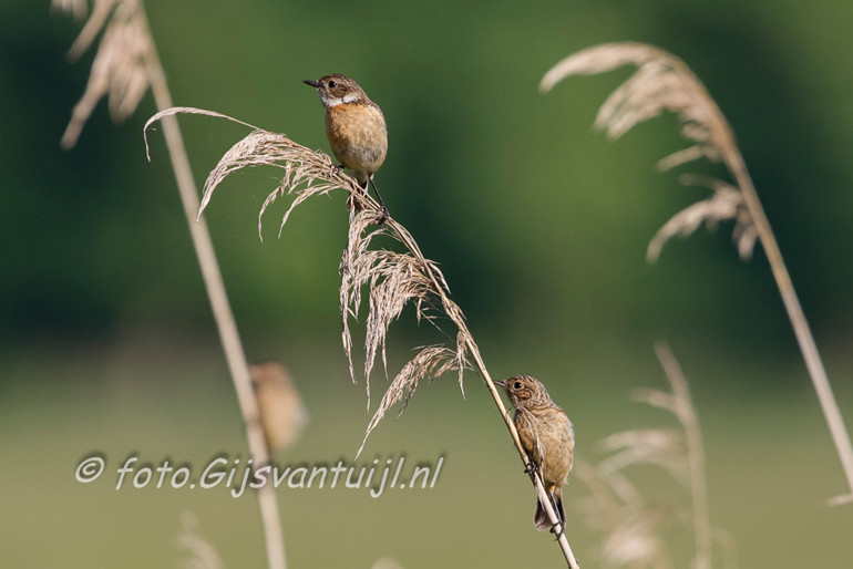 _MG_7663 roodborsttapuit
