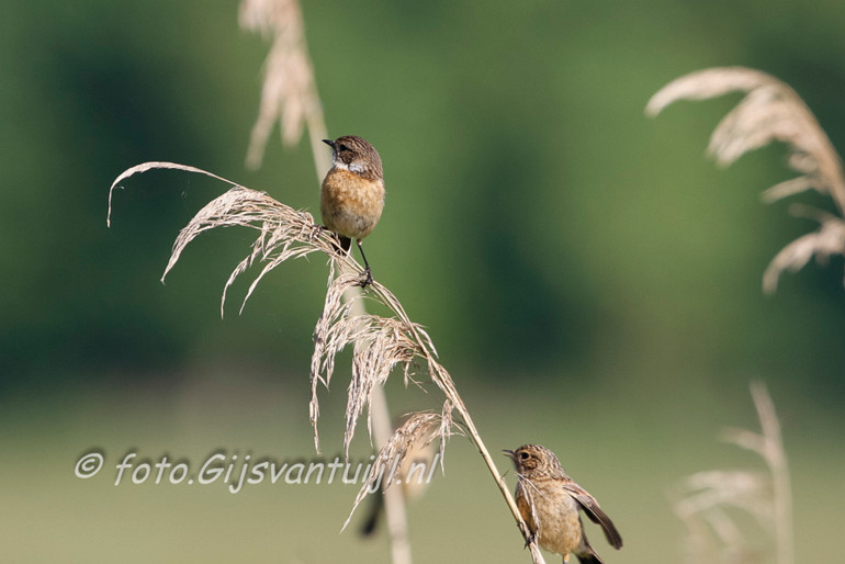 _MG_7667 roodborsttapuit