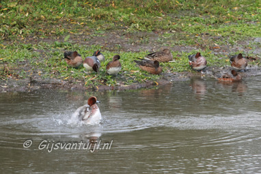 Eend Smient bijnaam Fluiteend