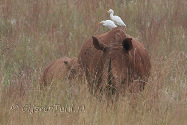 Lo Dieren in Zuid Afrika (Collage) 2010