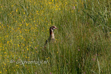 2008_05_12 Lo Natuur Lieskampen