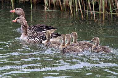 2011_04_29 Lo Lieskampen