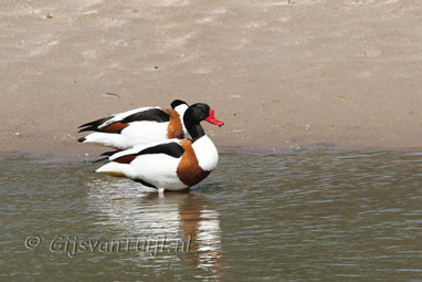 2011_05_02 Lo Berg eend Oven uiterwaard
