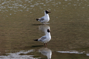 2011_05_28 Lo Bij de Oude oven Gameren