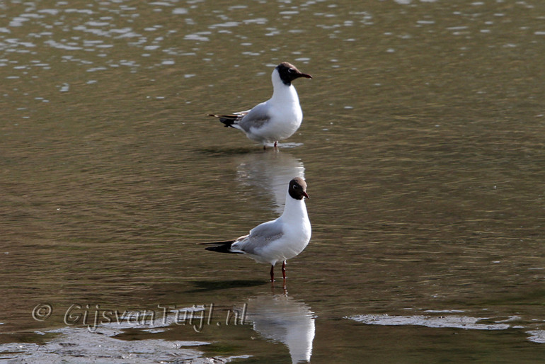 IMG_5919 cr Kokmeeuw