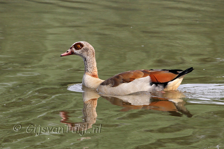 IMG_5977 cr nijlgans