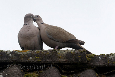 2011_05_31 Lo Foto's in de achtertuin