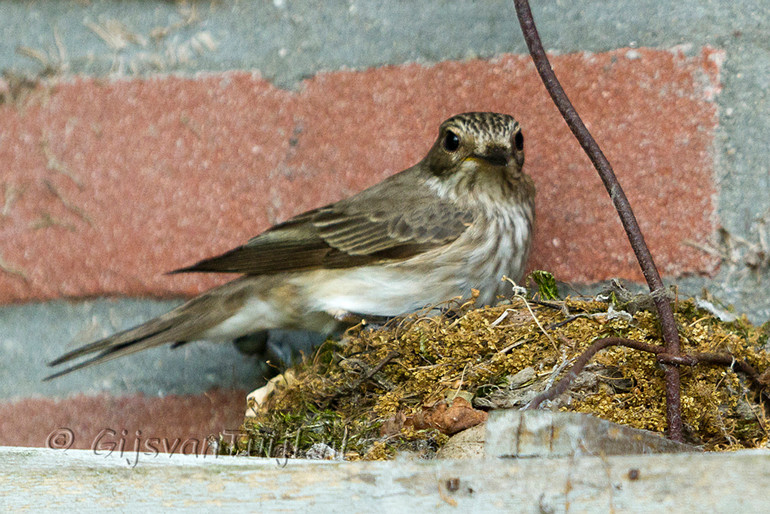 IMG_7524 Grauwe Vliegenvanger Bew Cr2