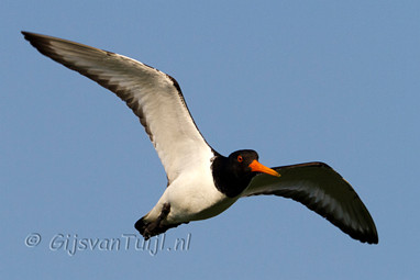 2011_06_04 Lo ZouweBoezen te Sluis Ameide