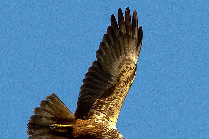 IMG_8355 bew cr Bruine Kiekendief