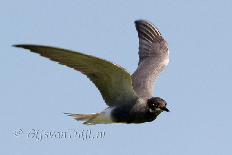 IMG_8922 Zwarte Stern Bew Cr