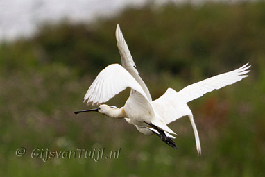 2011_06_24 Lo Oven Gameren en bij Buldozer