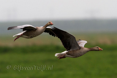 2011_06_29 Lo Oostvaarders plassen