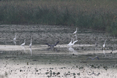 2011_10_22 Lo Hurwenensche Kil