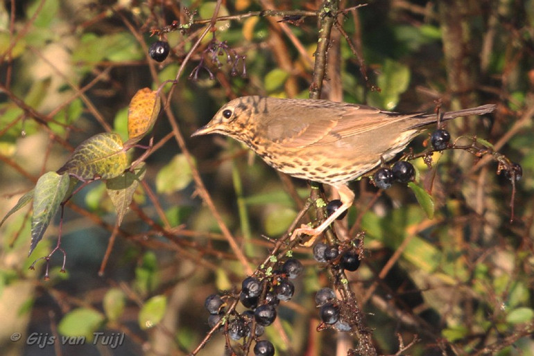 IMG_0644 Zanglijster cr bew