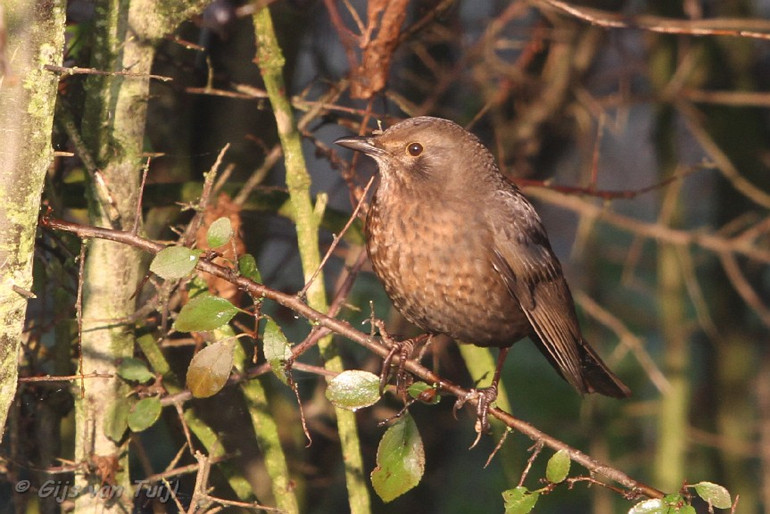 IMG_0651 Merel Vrouwtje cr