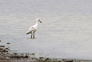 2011_06_29 Lo Blauwe Kamer