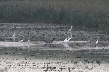 2011_10_22 Lo Hurwenensche Kil