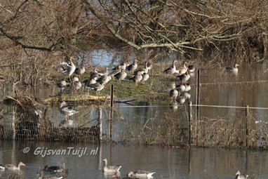 2012_01_15 lo Hoog water aan de Waal