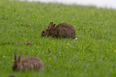 2013_06_23 Lo Lepelaar, konijntje en Gans op vreemde plaats