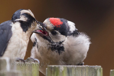2013_06_25 Lo Bonte specht, Mees, Duif en Kouw