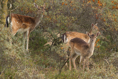 2013_10_19 Lo AWD Vogelenzangseduinweg 4 Vogelenzang