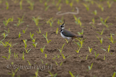 2013_05_19 Lo Enkele andere dieren in de Polder