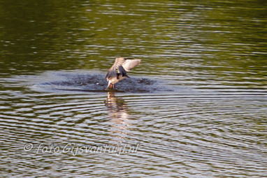 2015_06_17 Lo Zwarte stern in Hurnse Kil