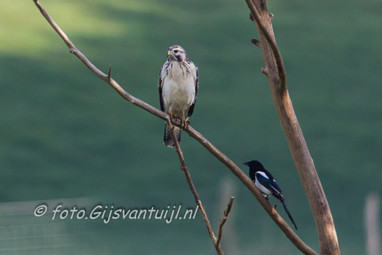 2015_10_26 Lo Buizerd te Gameren