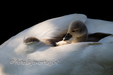 2015_05_11 Lo Zwanen stel tot jong