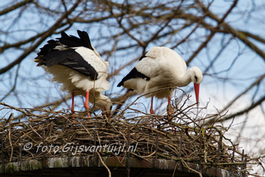 2016_04_04 Lo Ooievaar ring verschil