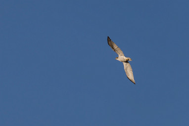 2016_12_27 Lo Rondje Hurnse Kil